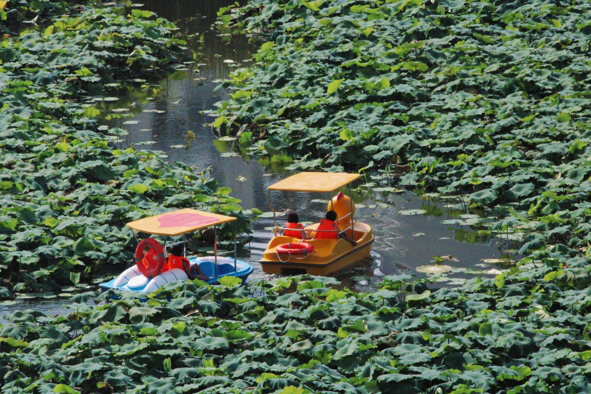 涌宝镇：涌泉公园夏韵浓 诗意光景引客来