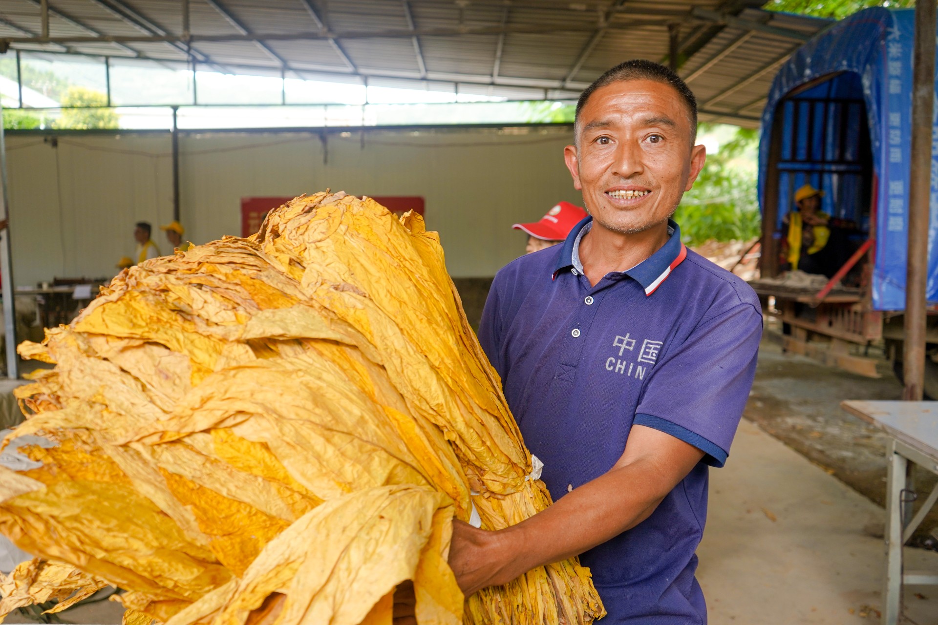 忙怀乡烤烟开秤收购进行时，小烟叶托起致富梦