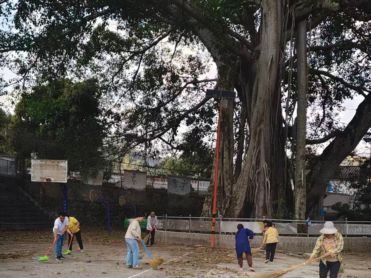 图13大榕树下打扫.jpg