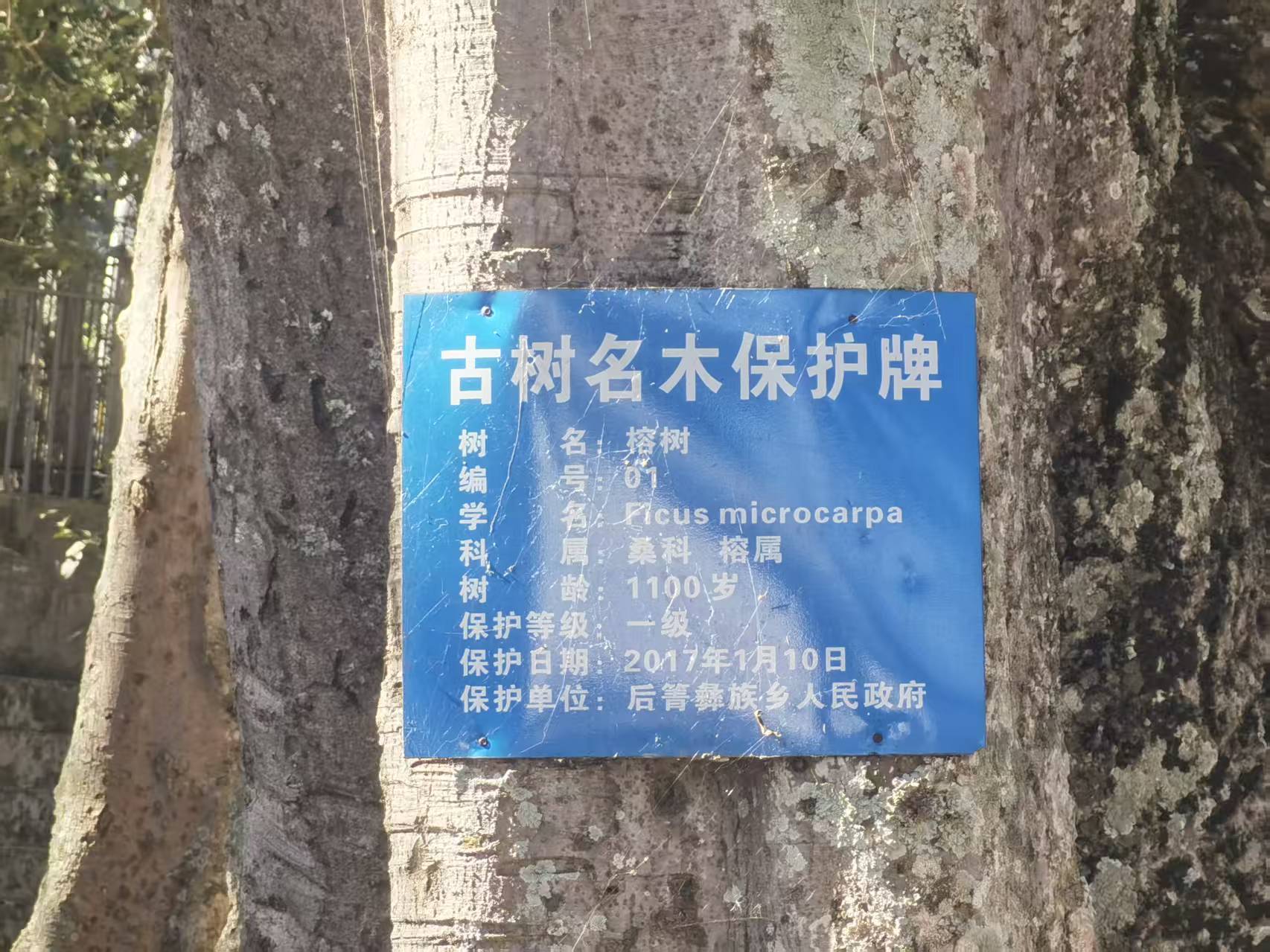图11古树名木保护牌.jpg