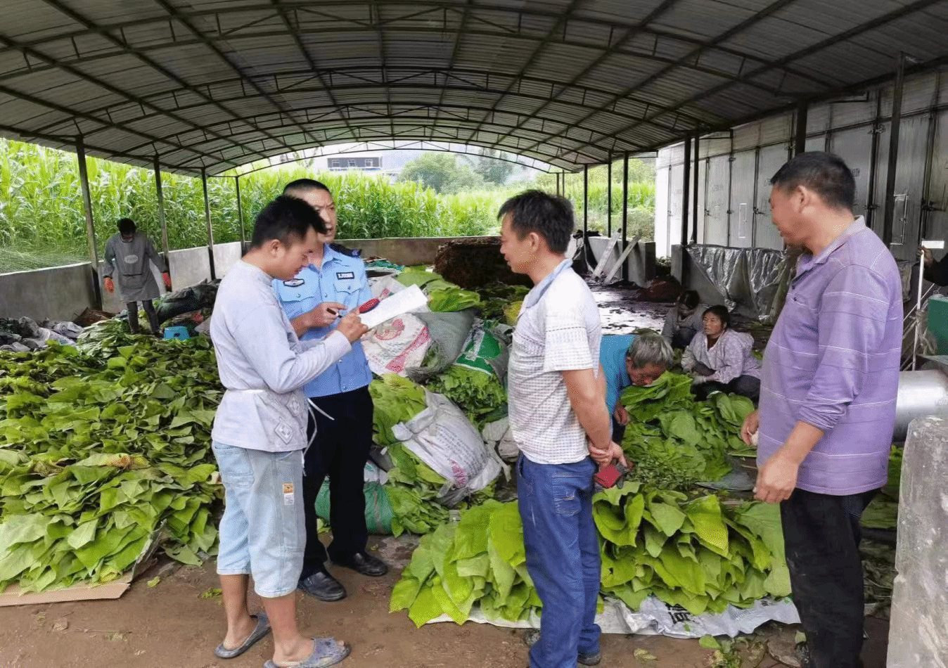 云县茶房乡图片